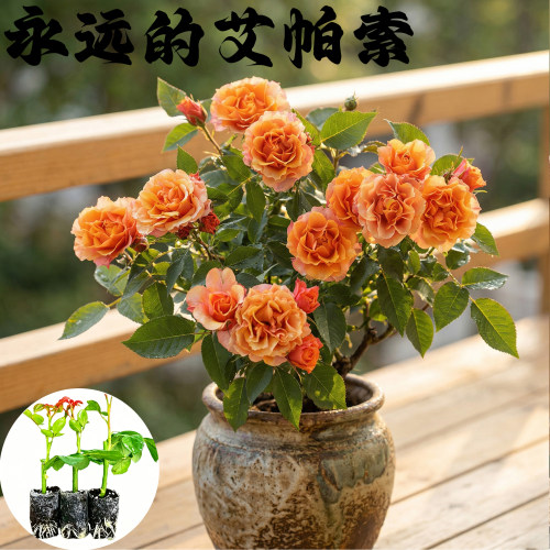永远的艾帕索月季花苗小苗大花浓香品种月季苗阳台庭院绿植花卉