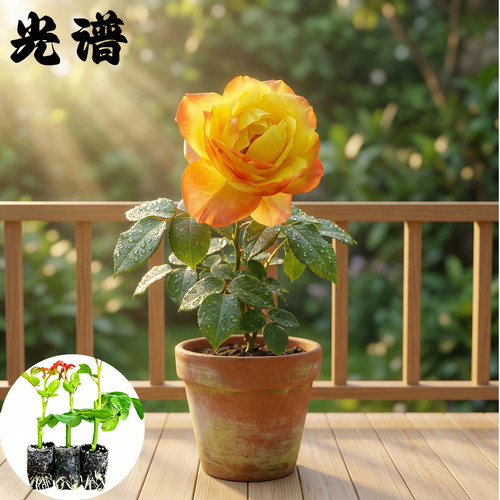 光谱月季花苗小苗大花浓香品种月季苗阳台庭院绿植盆栽花园花卉