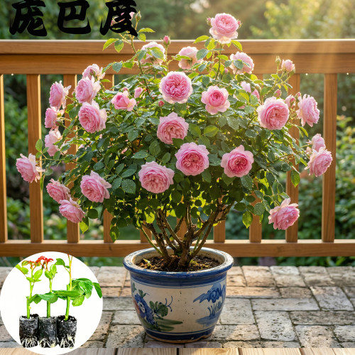 庞巴度月季花苗小苗大花浓香品种月季苗阳台庭院绿植盆栽花园花卉