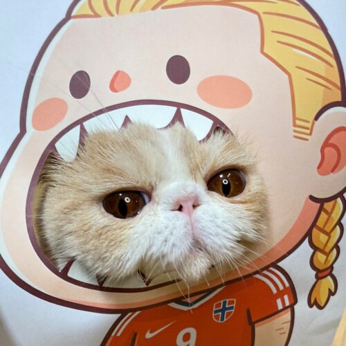 球星周边猫咪头套拍照神器