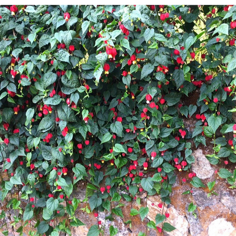 藤本植物灯笼花盆栽蔓性风铃花四季开花爬藤室外庭院好养易活花卉