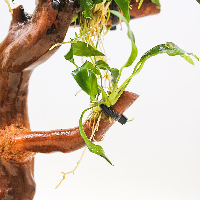 鱼缸造景植物水榕水草沉木树阴性懒人迷你小榕定植养鱼真草缸装饰