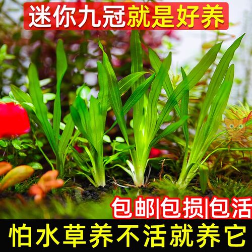 速发迷你九冠水草真物草古法缸鱼新造景绿九冠阴性缸手植草好养活