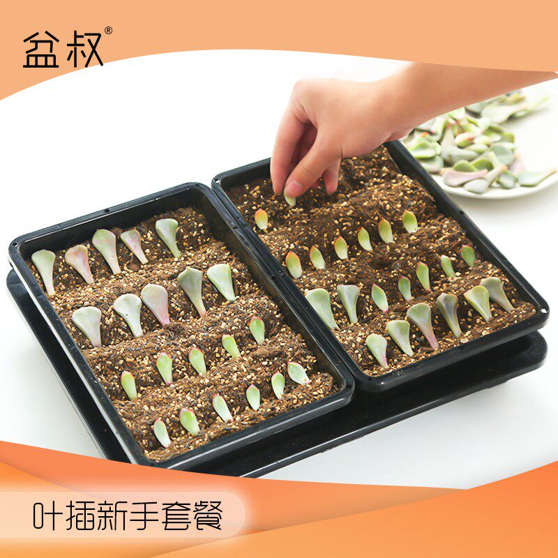速发盆叔的店多肉植物叶插新手组合套餐含种植土陶粒育苗盘托盘包