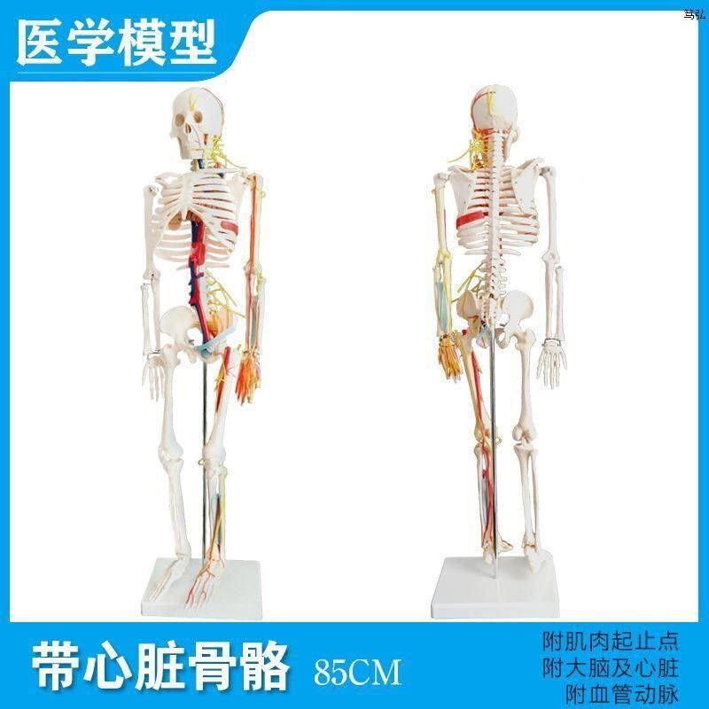 速发人体骷髅骨架可拆卸医玩迷你小型全身肌骼带骨肉解剖模型学具