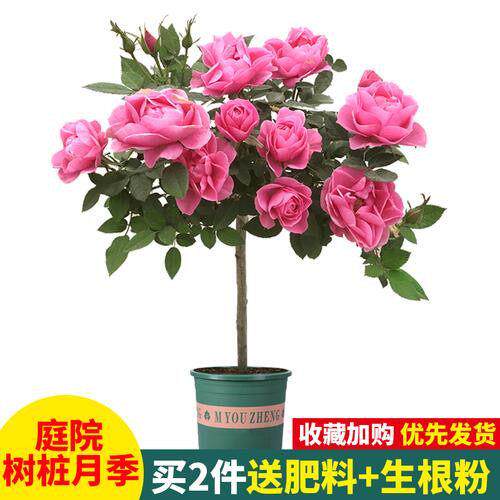 庭院阳台浓香开花不断树状月季树桩树形月季树型嫁接大花月季花苗