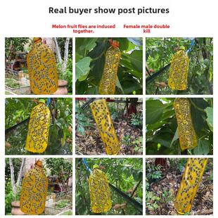 果蝇诱捕剂诱蝇球粘虫板喷剂瓜果实蝇诱粘剂菜果园果树针蜂引诱剂