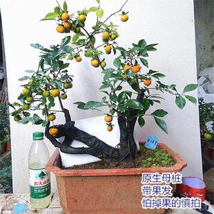 金弹子B树桩盆景 阳台绿植盆 栽庭院小老桩盆栽 嫁接熟桩母桩结果