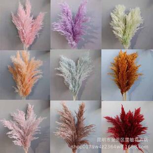 小芦柴真花束拍摄道具婚庆布置家居装饰多色小芦苇干花束芦苇