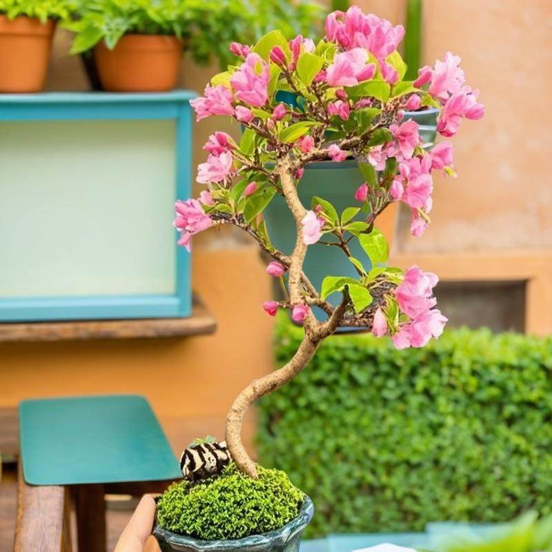 垂丝海棠老桩四季常青微小盆景经典小花大号花盆精致优雅绿植,鲜花速递/花卉仿真/绿植园艺,造型盆景,淘宝优惠券,粉丝福利购,淘宝优惠卷