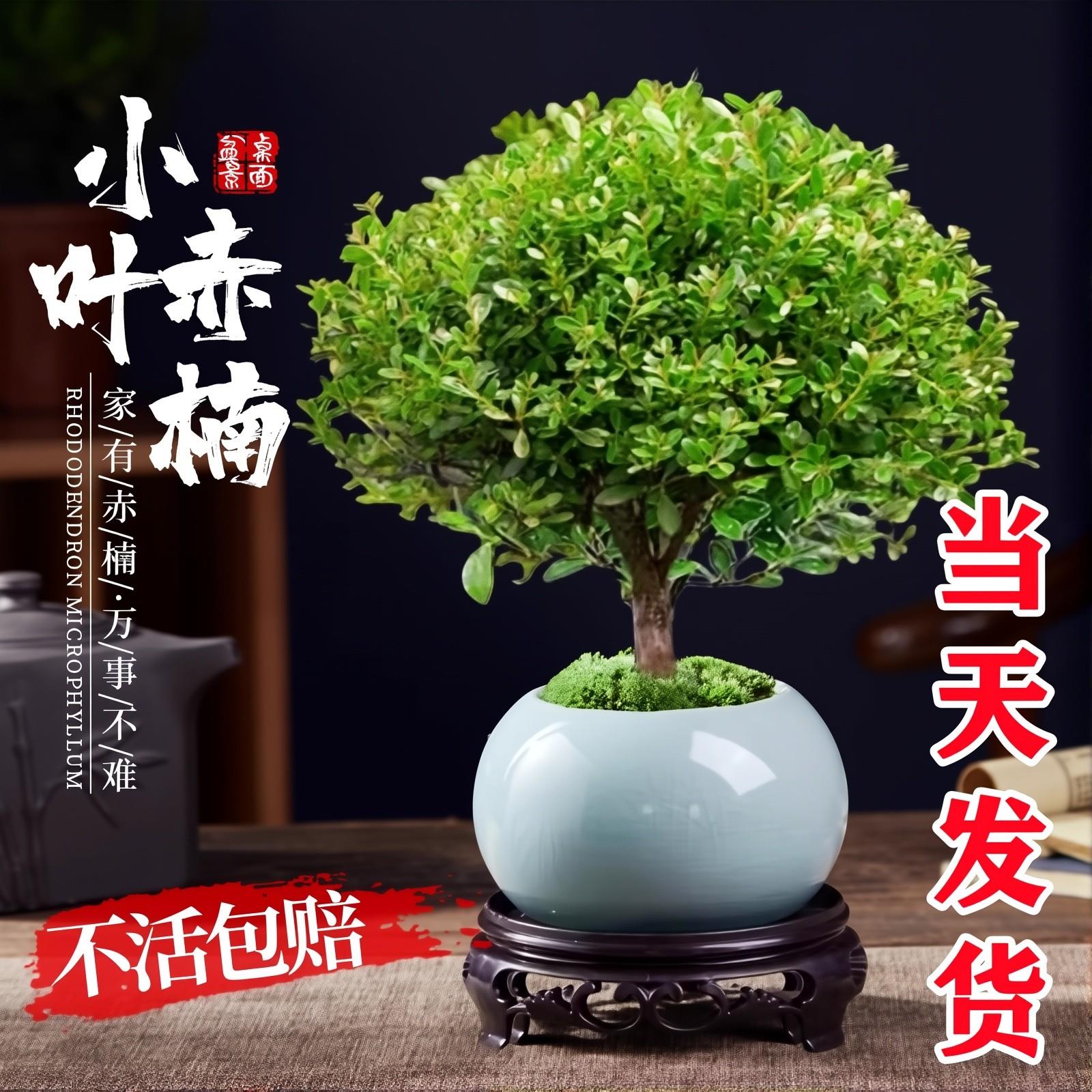 小叶赤楠老桩树苗紫檀微景观办公室四季好养金丝楠木盆栽桌面旺宅