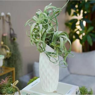 空气凤梨 花卷 花中花x电烫卷 无土植物盆栽绿植净化空气凤梨