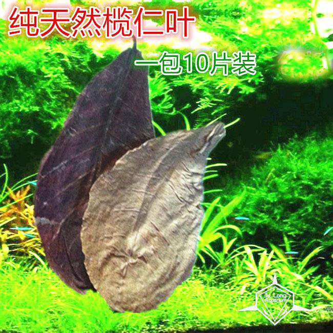 懒人叶\榄仁叶降低鱼缸PH值\降酸调节水质自然10pc