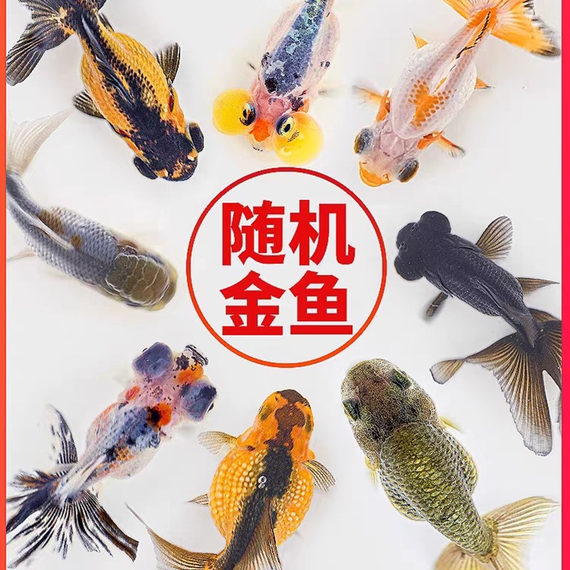 金鱼活鱼观赏鱼狮子头鱼兰寿鸿运活体冷水淡水鱼小型好养耐活鱼苗