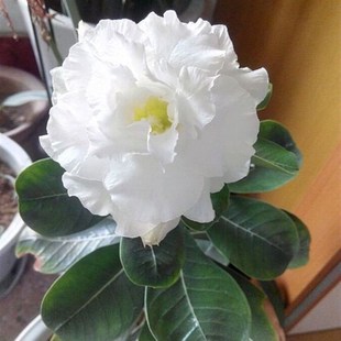 代表爱情的花盆栽植物喜阳耐旱花卉多肉桌面绿植盆栽重瓣沙漠玫瑰