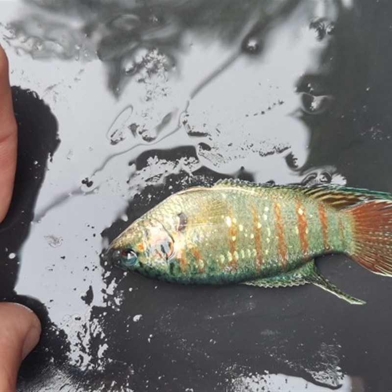 中国斗鱼巨普观赏鱼抱卵母鱼巨普母