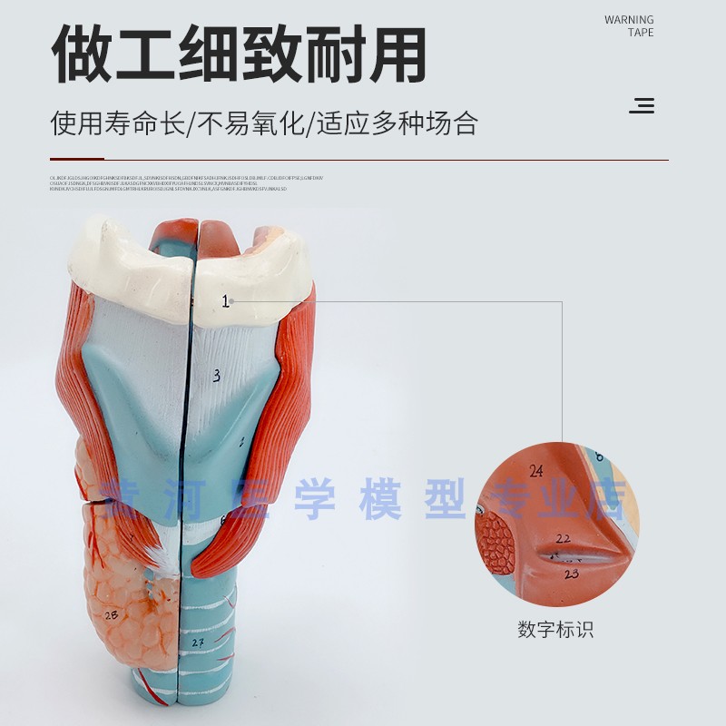 喉解剖模型 咽喉解剖 人体喉部放大解剖模型 生物教学 教用医学