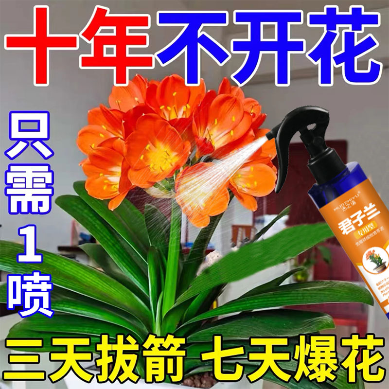 君子兰促箭剂肥料专用肥治不开花烂根型怎么养夹箭营养液黄叶病药
