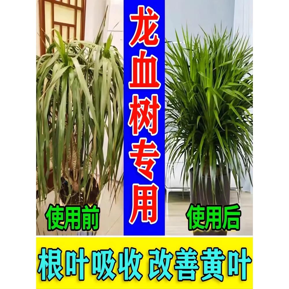 龙血树专用营养液龙须树叶子发黄干尖掉叶下垂枯萎绿植养护肥料