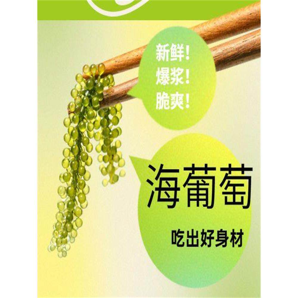 海葡萄即食盐渍海带草新鲜凉拌菜水葡萄海洋蔬菜绿色鱼子酱海藻菜