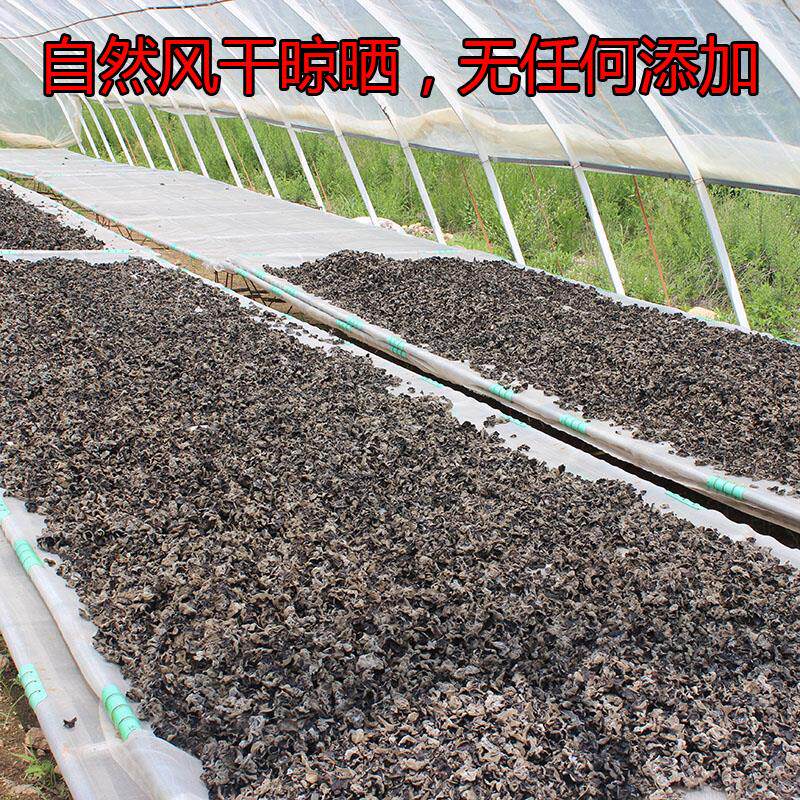 现货吉林蛟河黄松甸黑木耳干 干货 东北牟哥土产长白山椴木秋木耳