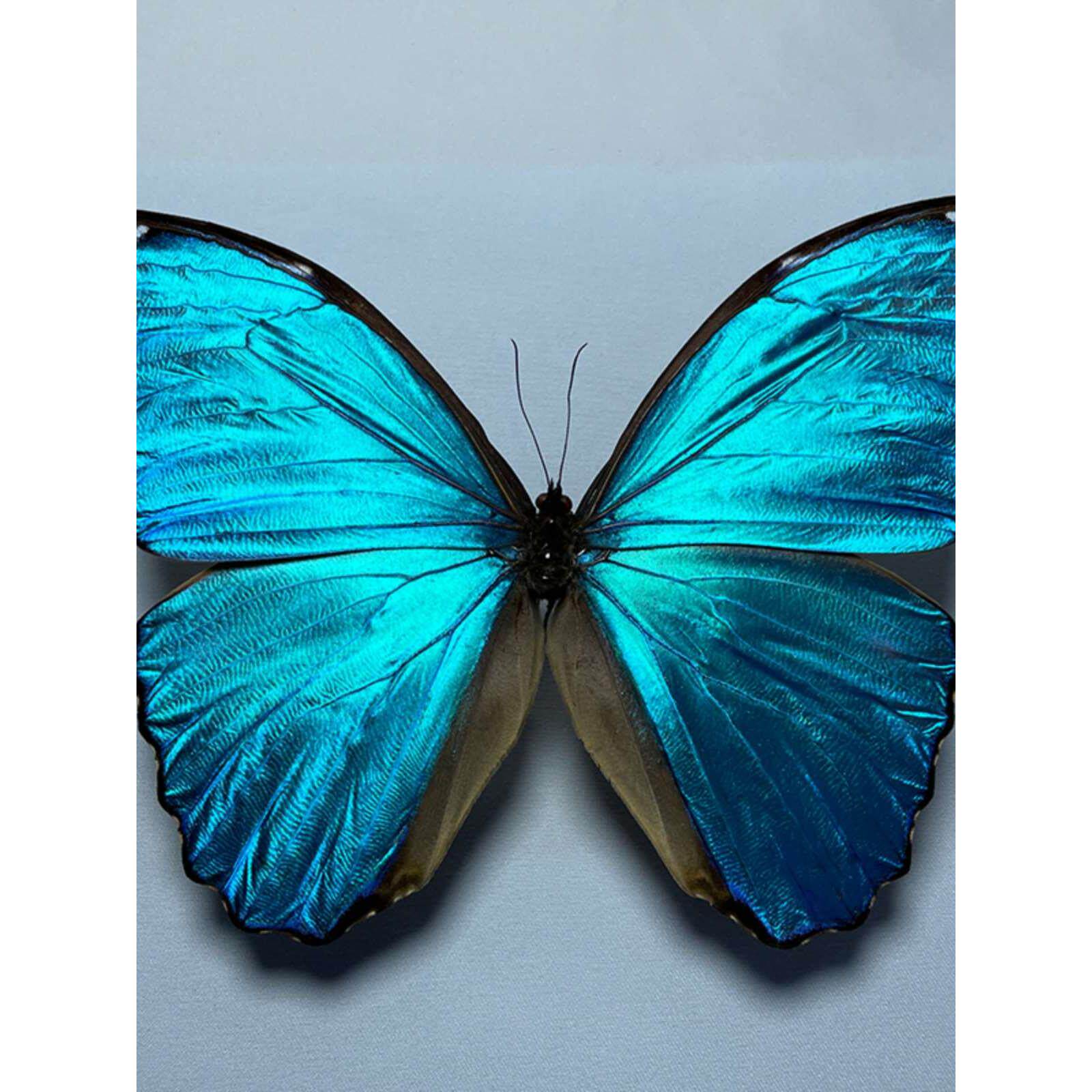 真蝴蝶标本 大蓝闪蝶拍照摄影学生手工儿童玩具 生日礼品透明盒装