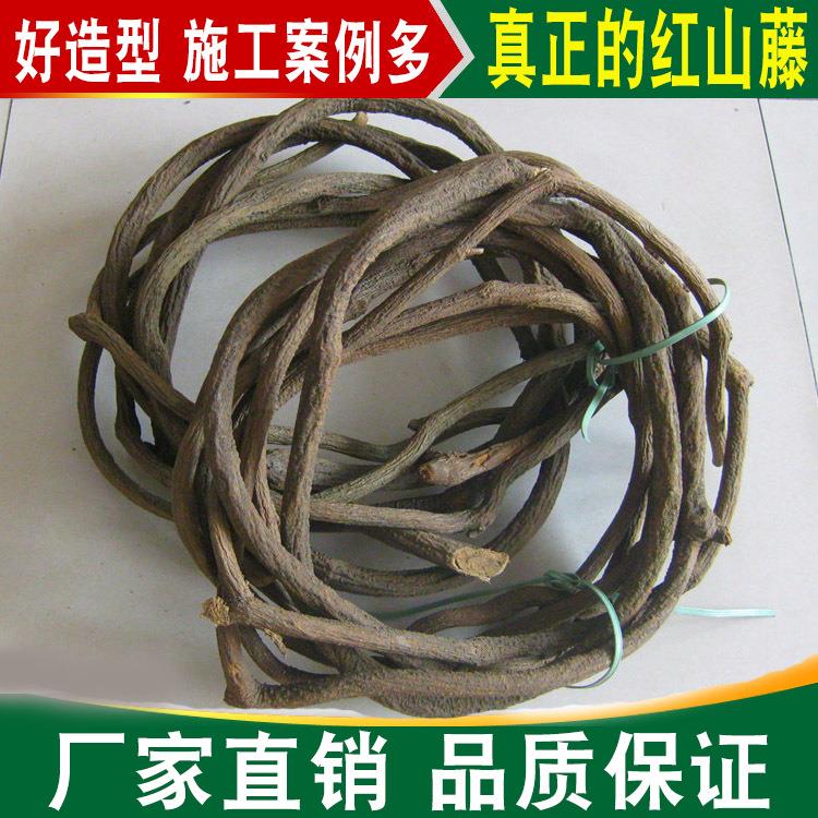 枯树藤 花艺软装爬藤景观 造型树藤 红山藤
