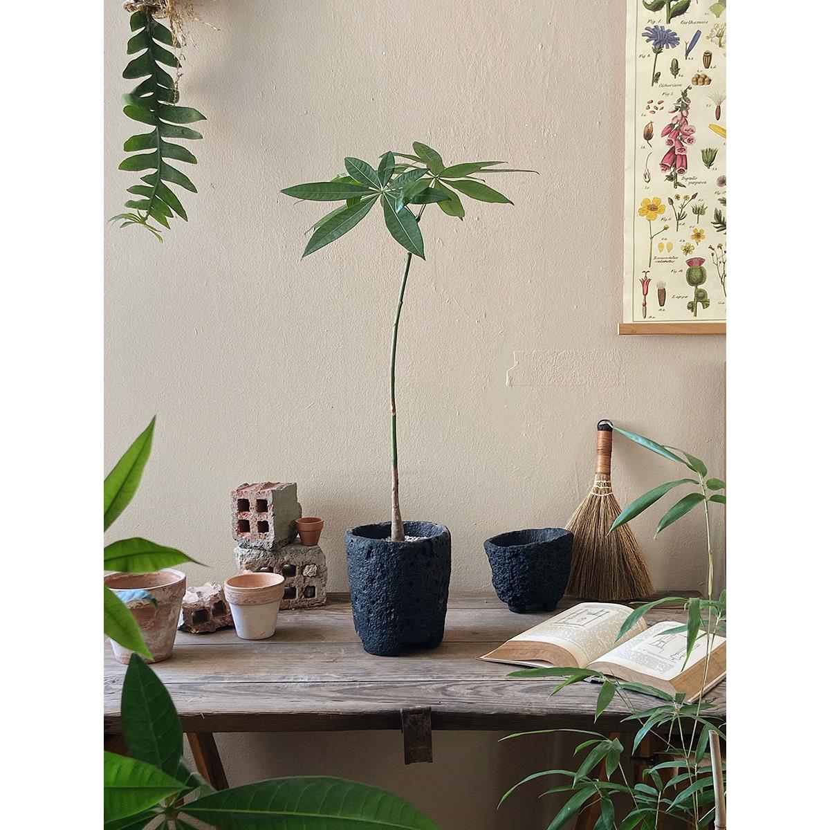 植物私生活 原生发财树招财树独杆造型 意境氛围感室内植物盆