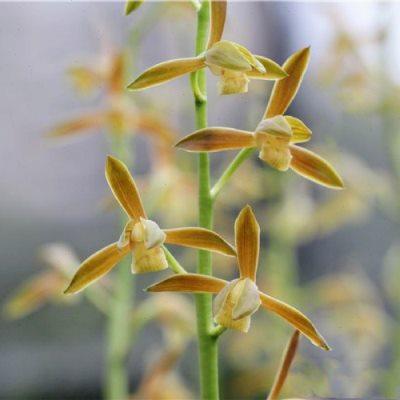 高档带小花芽初晓 墨兰转色花 色花 浓香春节开花