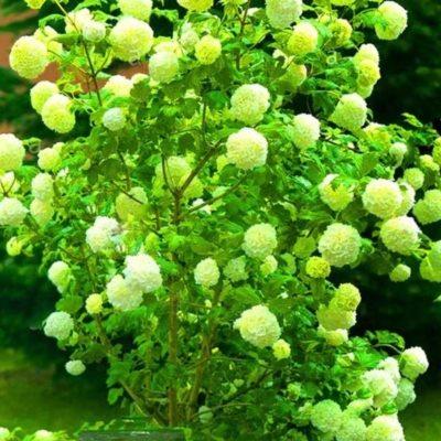 耐热耐寒庭院中华木本绣球树苗风景紫色木绣球花红色斗球植物阳台