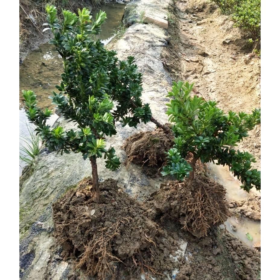 罗汉松树苗大树雀舌米叶迎客松老树桩别墅庭院盆栽盆景造型大树种