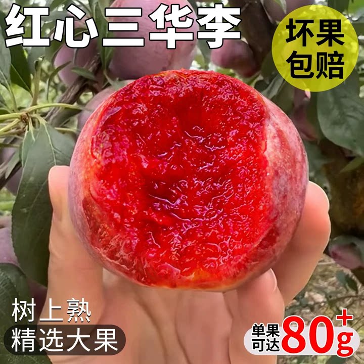 树上熟特大果！红心三华李
