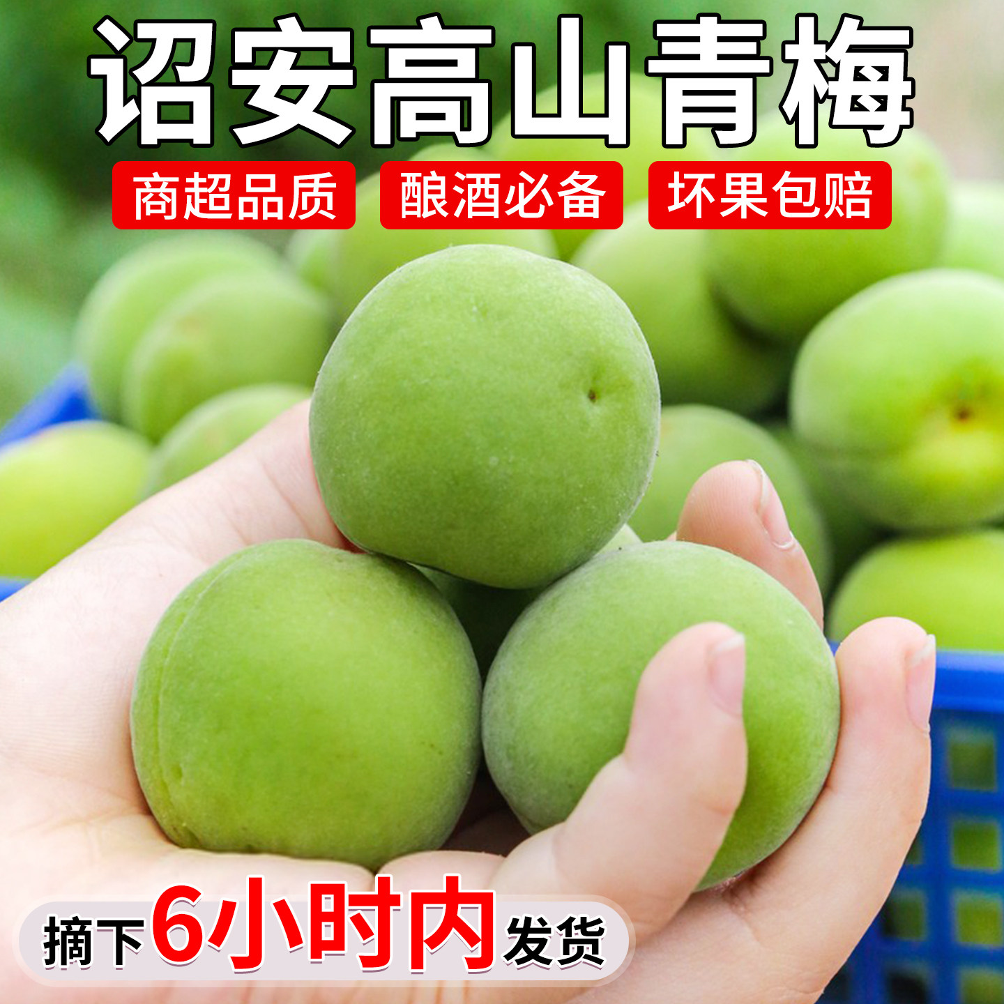正宗诏安青梅鲜果泡酒专用现摘10时令新鲜水果大果当季整箱包邮斤