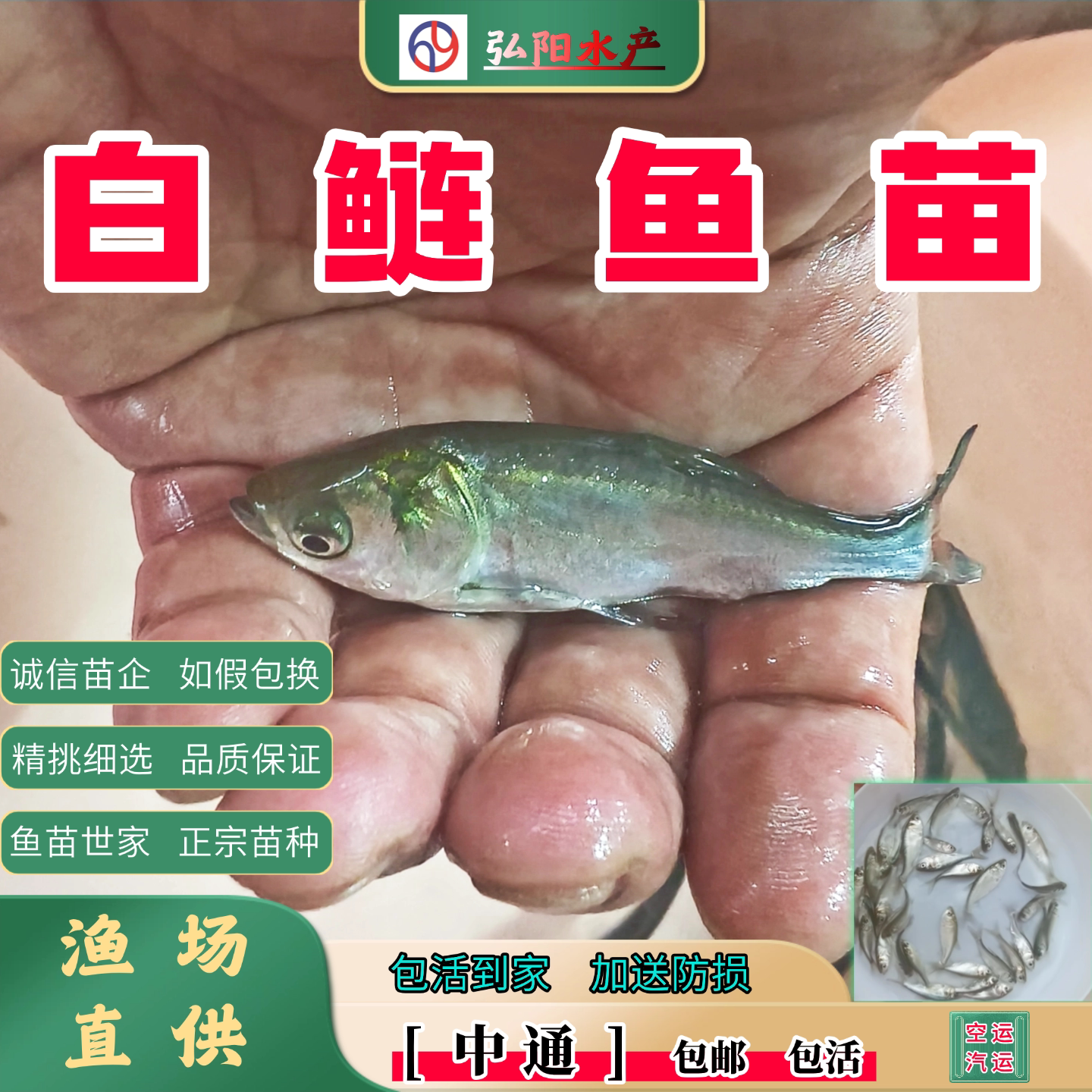 白鲢鱼苗2-20厘米观赏鱼