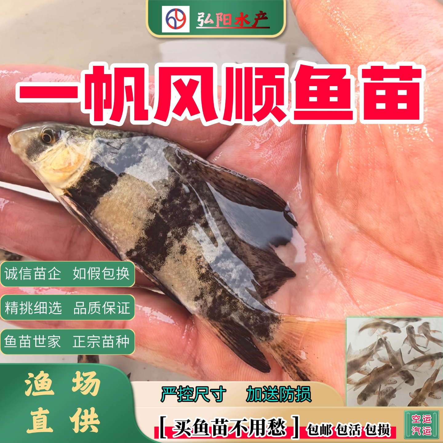 一帆风顺胭脂2-10公分观赏鱼图片
