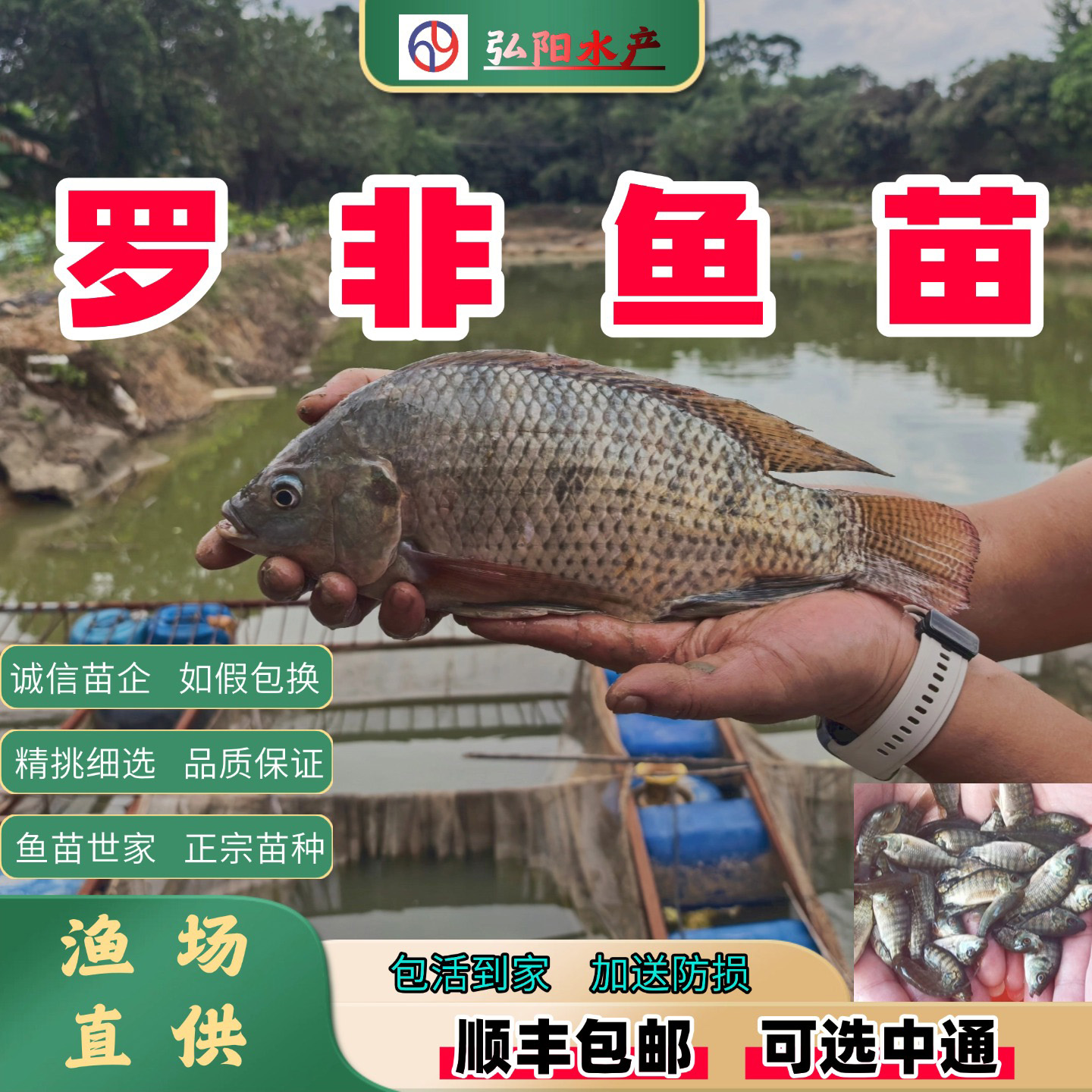 罗非鱼苗海南一号2-10厘米包活