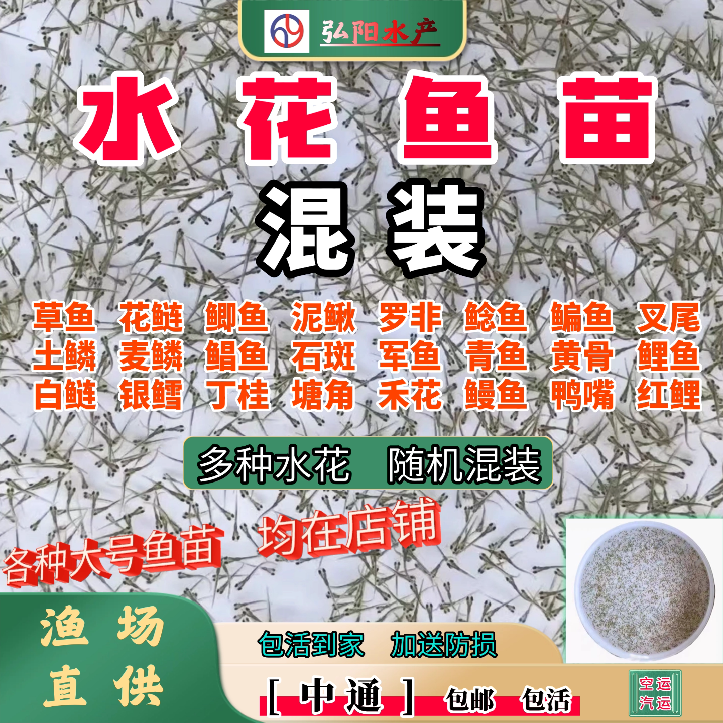 水花鱼苗2-5毫米随机混装组合
