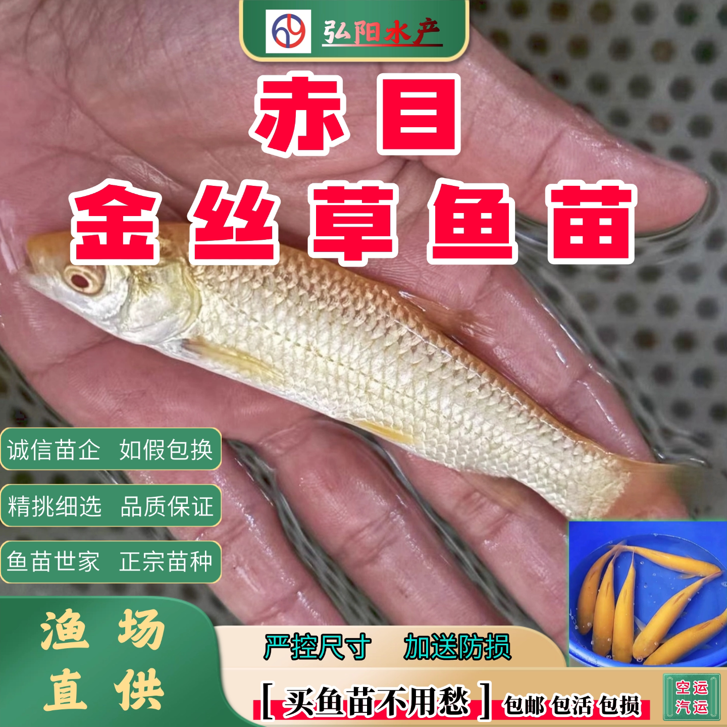 金丝草鱼苗2-10厘米顺丰中通