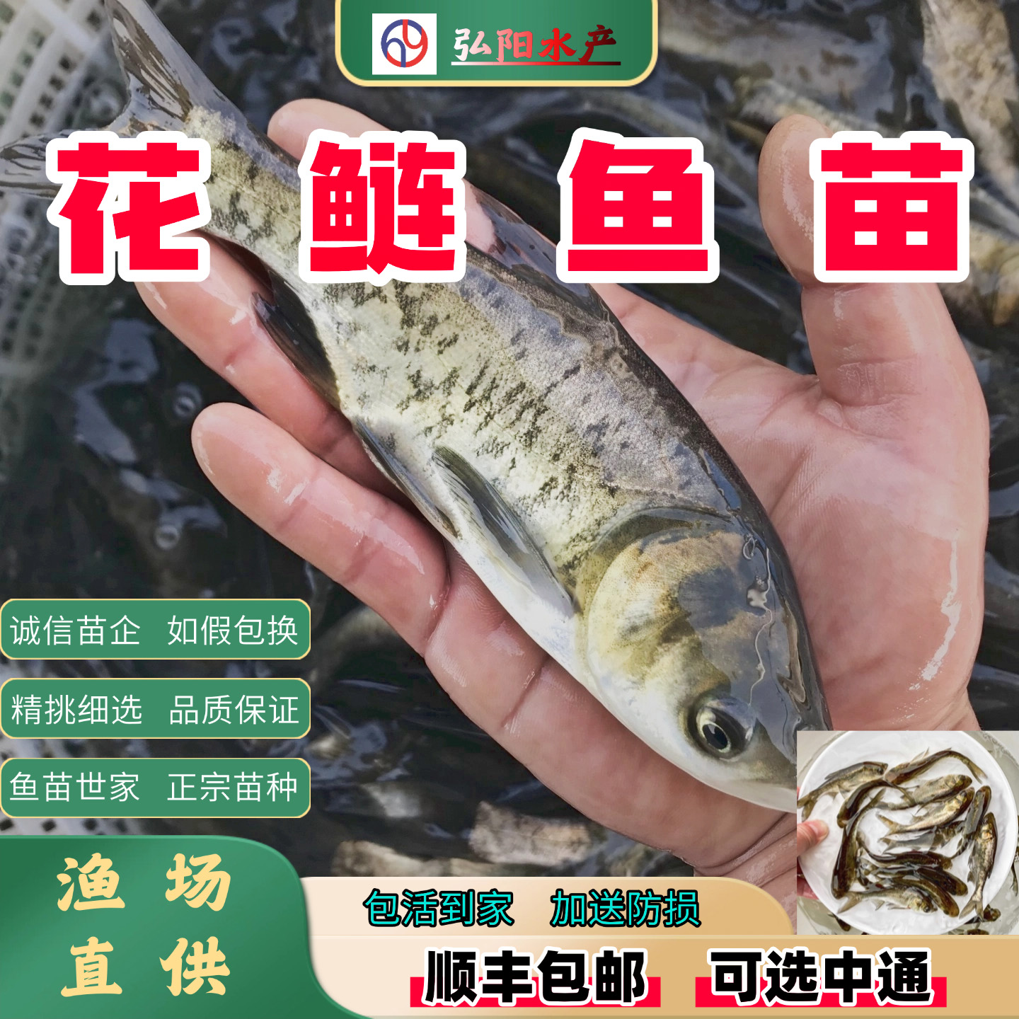 花鲢鱼苗2-30厘米雄鱼大头