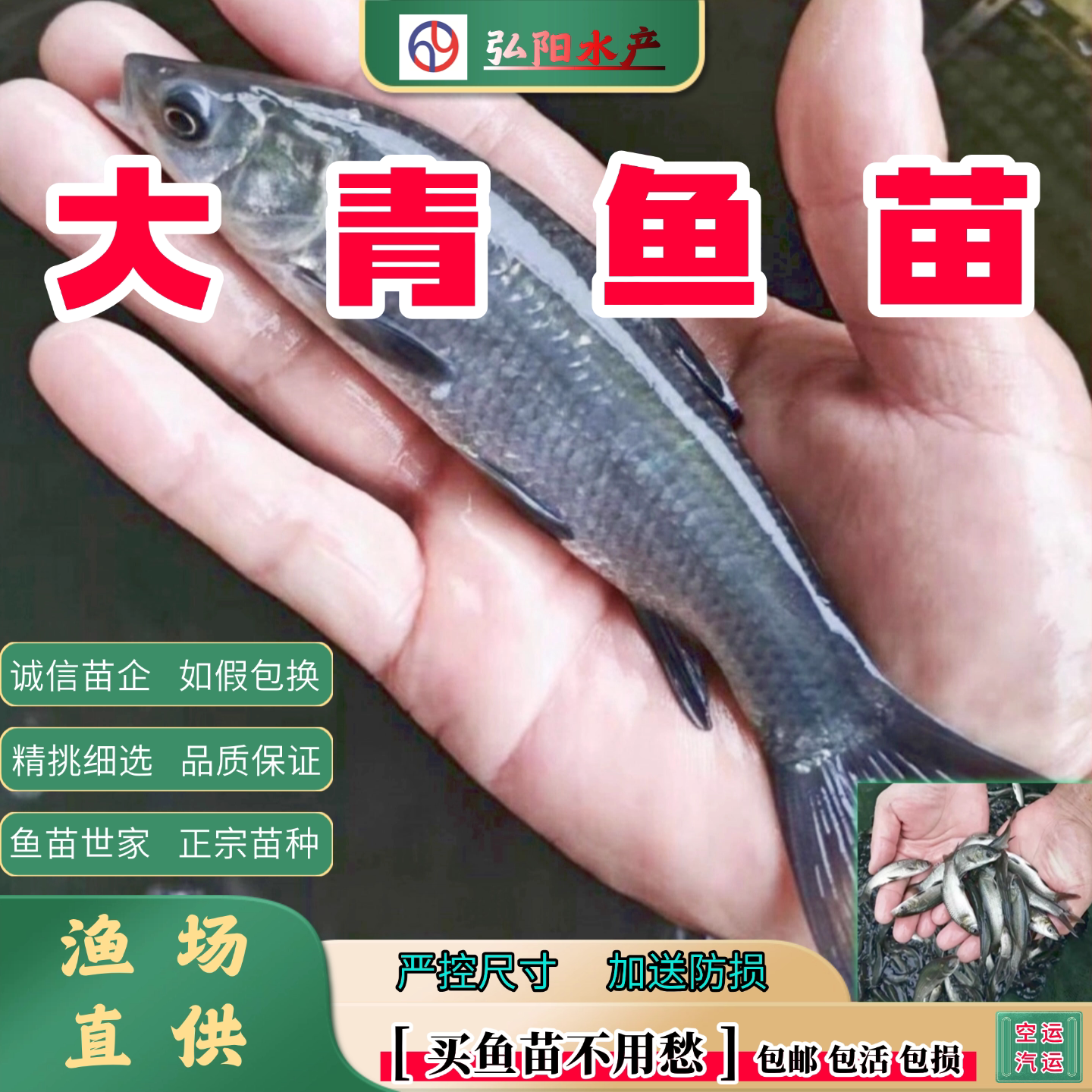 青鱼苗2-20厘米大品种优质正宗
