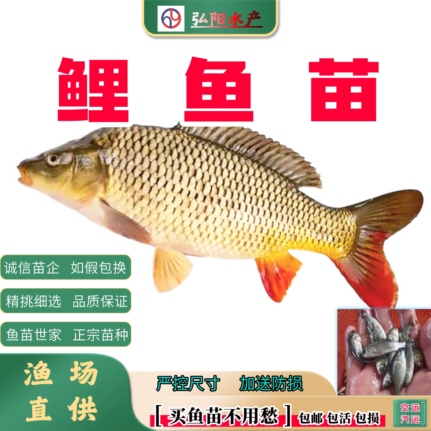 鲤鱼苗2-10厘米耐活送损包活