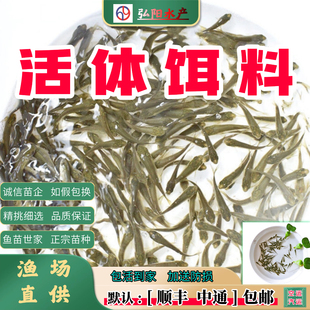 喂乌龟桂花鱼鳜鱼龙鱼 麦穗鱼 原生观赏鱼 饲料鱼 活体饵料