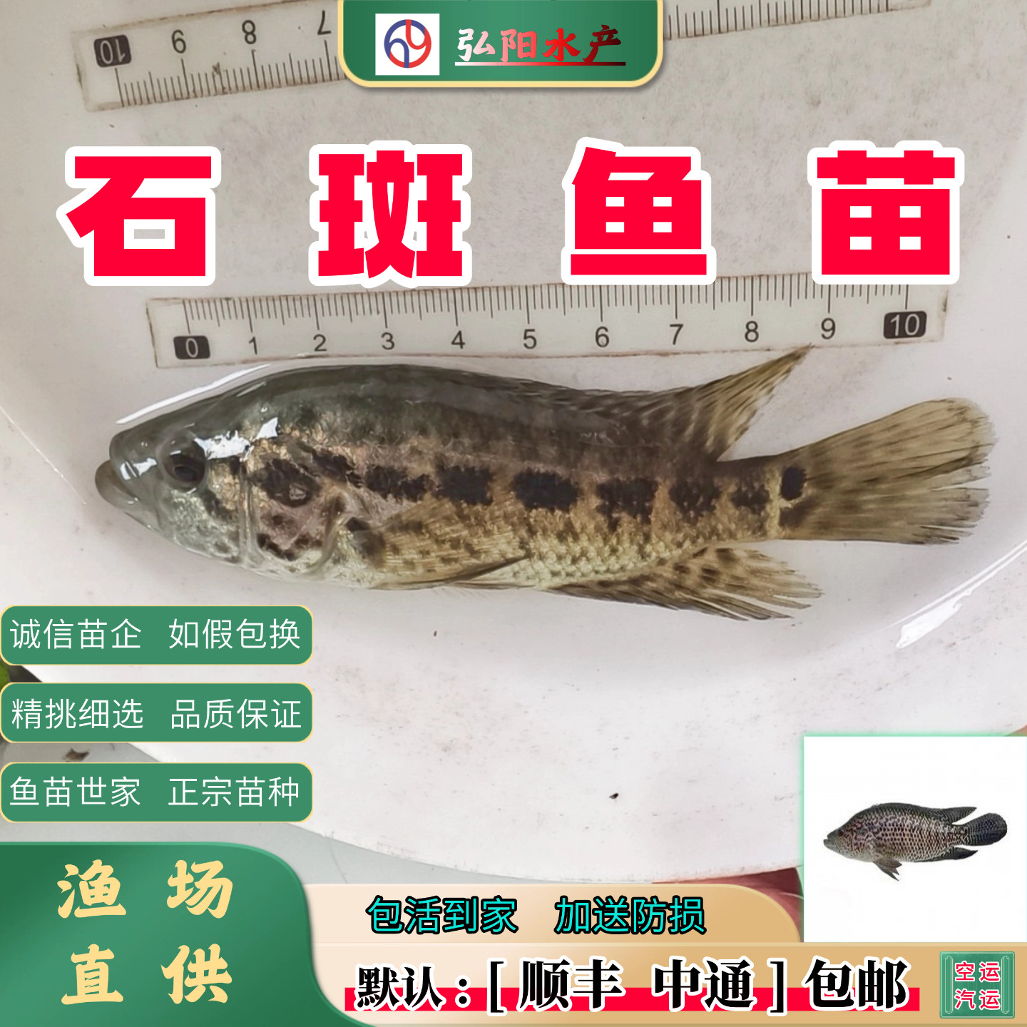 正宗石斑鱼苗2-18厘米