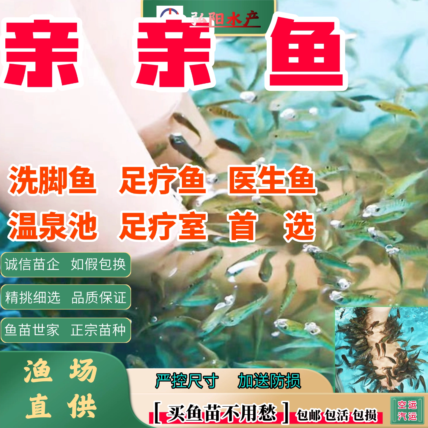 亲亲鱼2-8厘米温泉足疗鱼