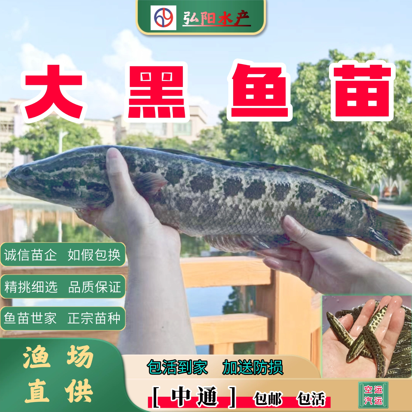 黑鱼苗2-30厘米包活送损耐活