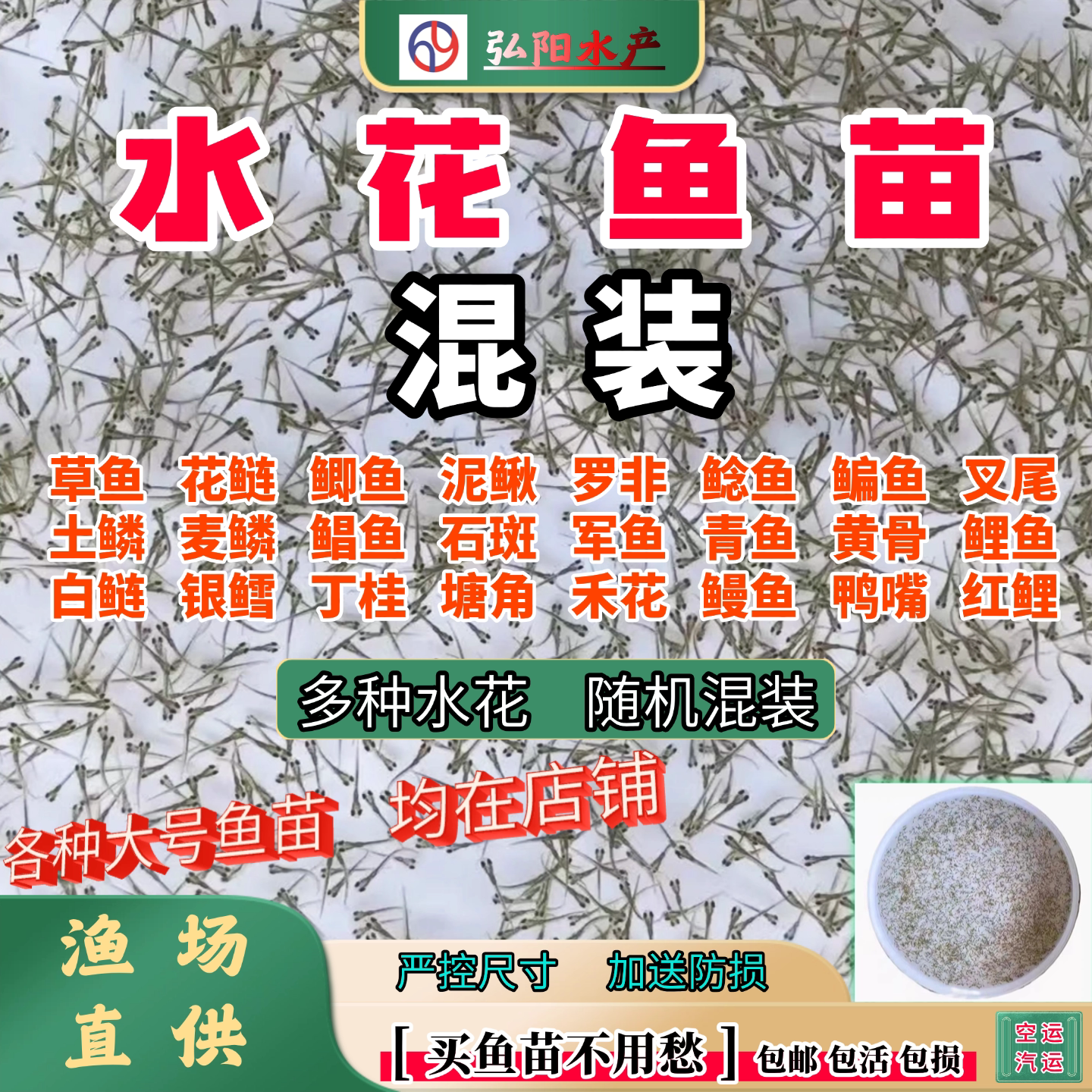 水花鱼苗2-5毫米随机混装组合