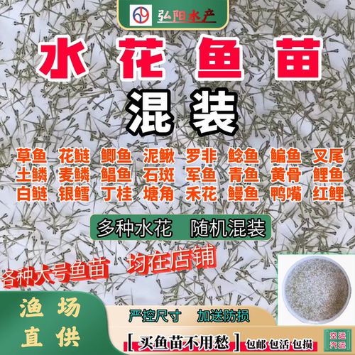 水花鱼苗2-5毫米随机混装组合