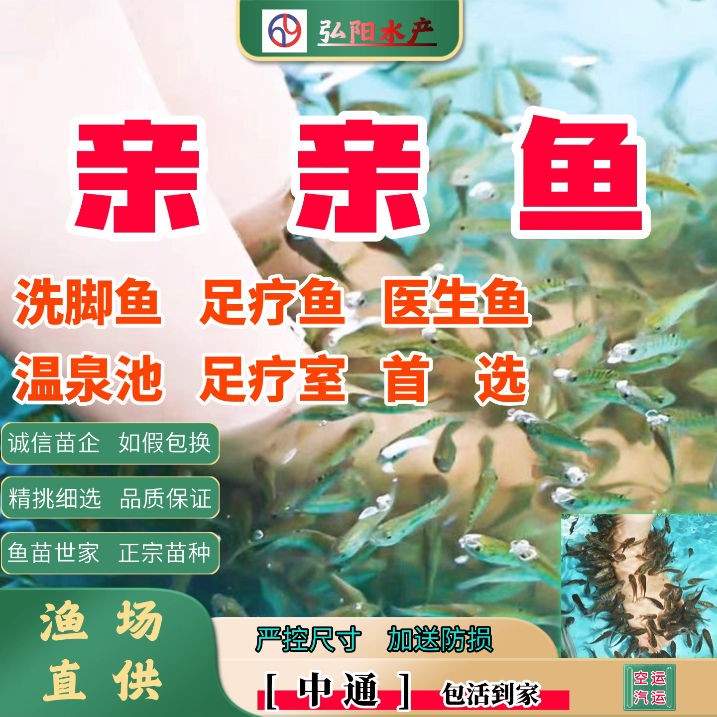 亲亲鱼2-8厘米温泉足疗鱼