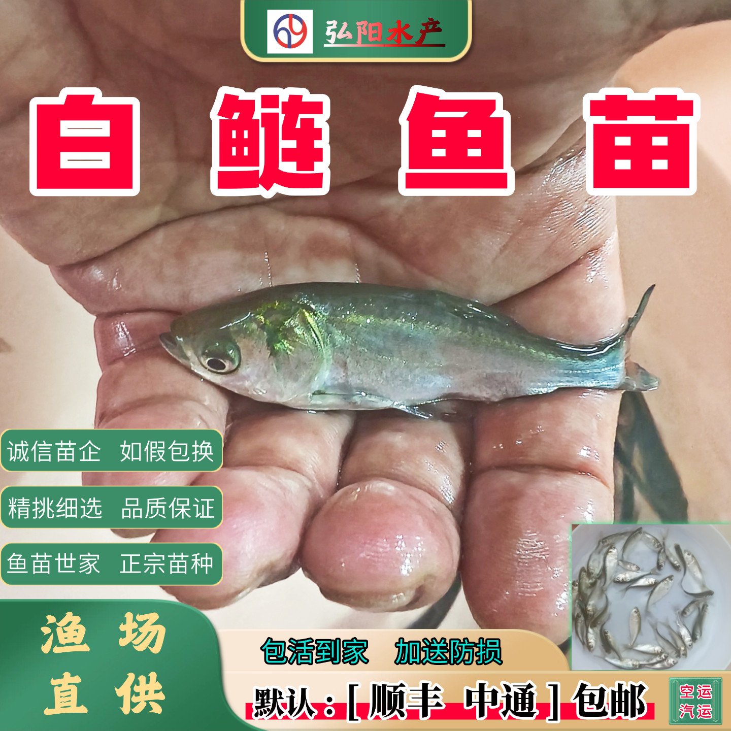 白鲢鱼苗 鲢鱼 连子鱼  淡水鱼苗 白条鱼  活体  跳鲢子 四大家鱼