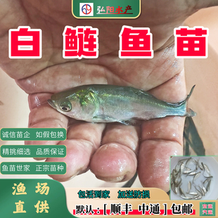 白鲢鱼苗 鲢鱼 连子鱼  淡水鱼苗 白条鱼  活体  跳鲢子 四大家鱼